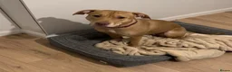 Mixed Breed dogs for sale: Cute puppy Oscar - Advert 6