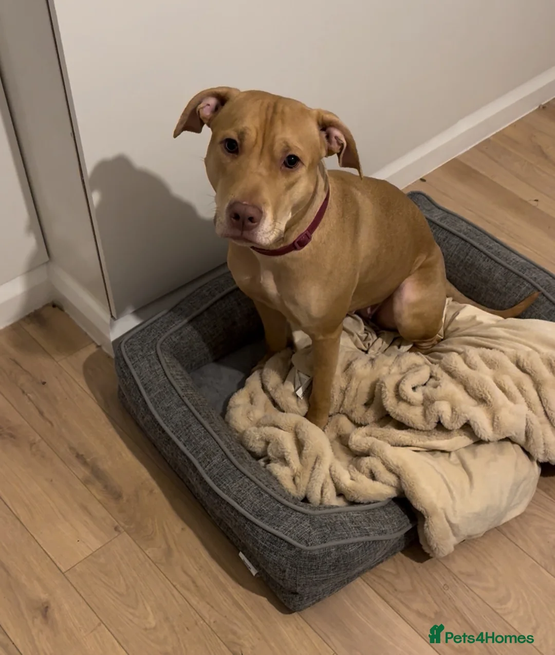 Mixed Breed dogs for sale: Cute puppy Oscar - Advert 6