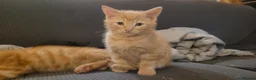 Mixed Breed cats for sale: Five Gorgeous Kittens Available! - Advert 32