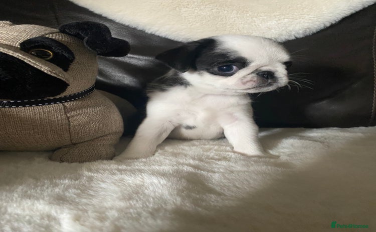 Pug dogs - Advert 1