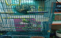 Parrots birds for sale: Parrotles pairs for sale for 60 one pair - Image 1