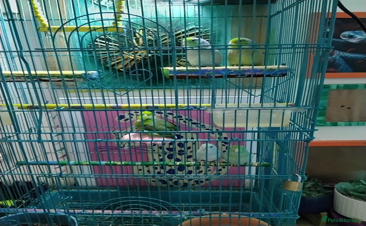 Parrots birds - Advert 1