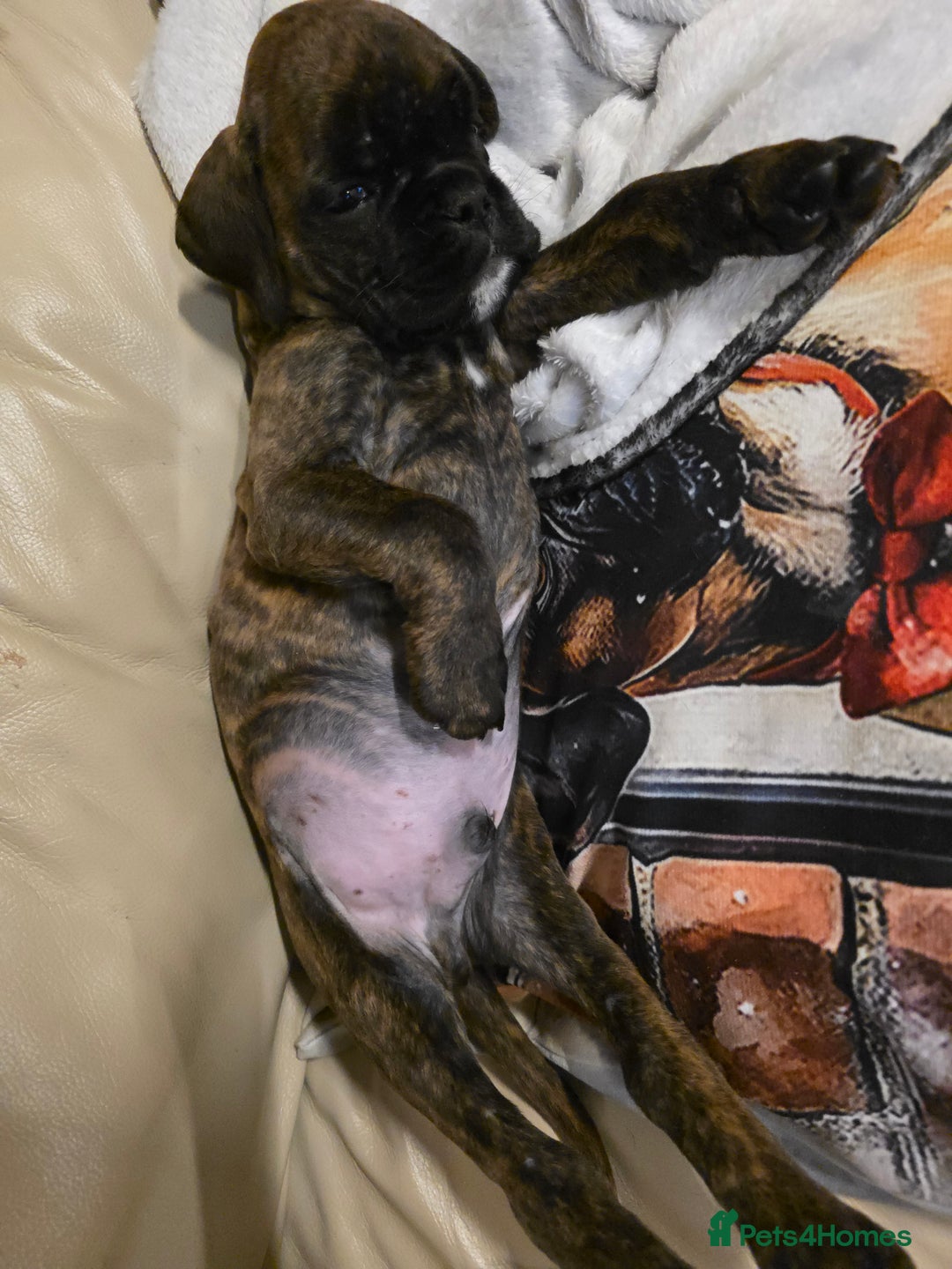 Boxer dogs for sale: Part European quality KC Reg Boxers - Advert 1
