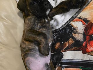 Boxer dogs Part European quality KC Reg Boxers - Advert 6