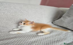 Scottish Fold cats for sale: Scottish Straight purebred kittens  - Image 12