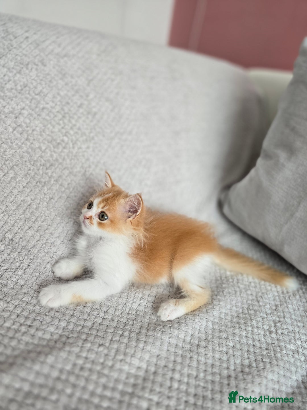 Scottish Fold cats for sale: Scottish Straight purebred kittens  - Image 12