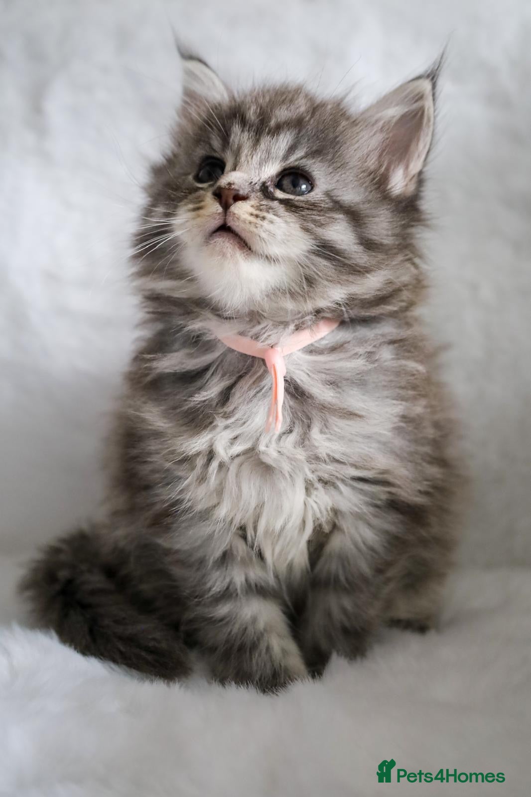 Maine Coon cats Ready to go, stunning TICA Registered Maine Coons - Advert 1