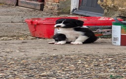 Border Collie dogs for sale: 12 Border Collie Puppies for sale  - Image 6
