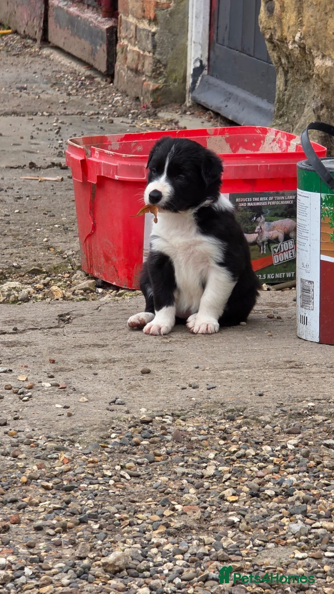 Border Collie dogs for sale: 12 Border Collie Puppies for sale  - Image 6