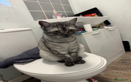 Maine Coon cats for sale: Beautiful cats looking for forever homes - Image 13