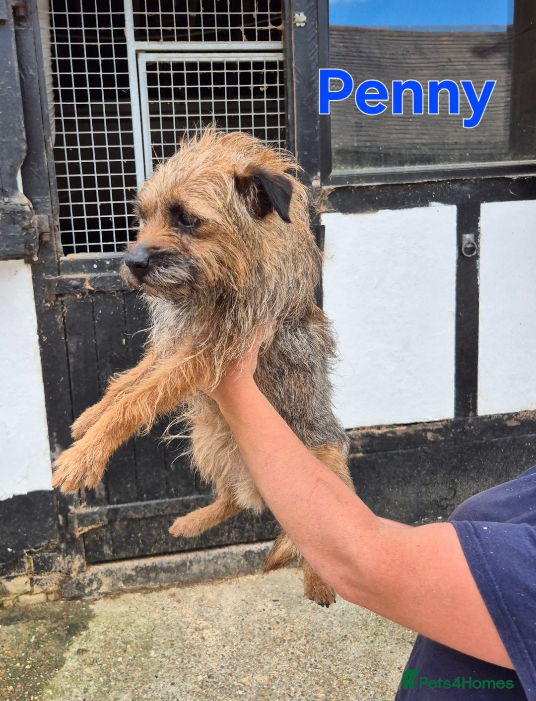 Border Terrier dogs for sale: Adult Female Border Terriers - Image 6