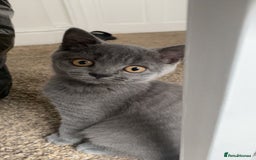 British Shorthair cats for sale: British shorthair cat - Image 4