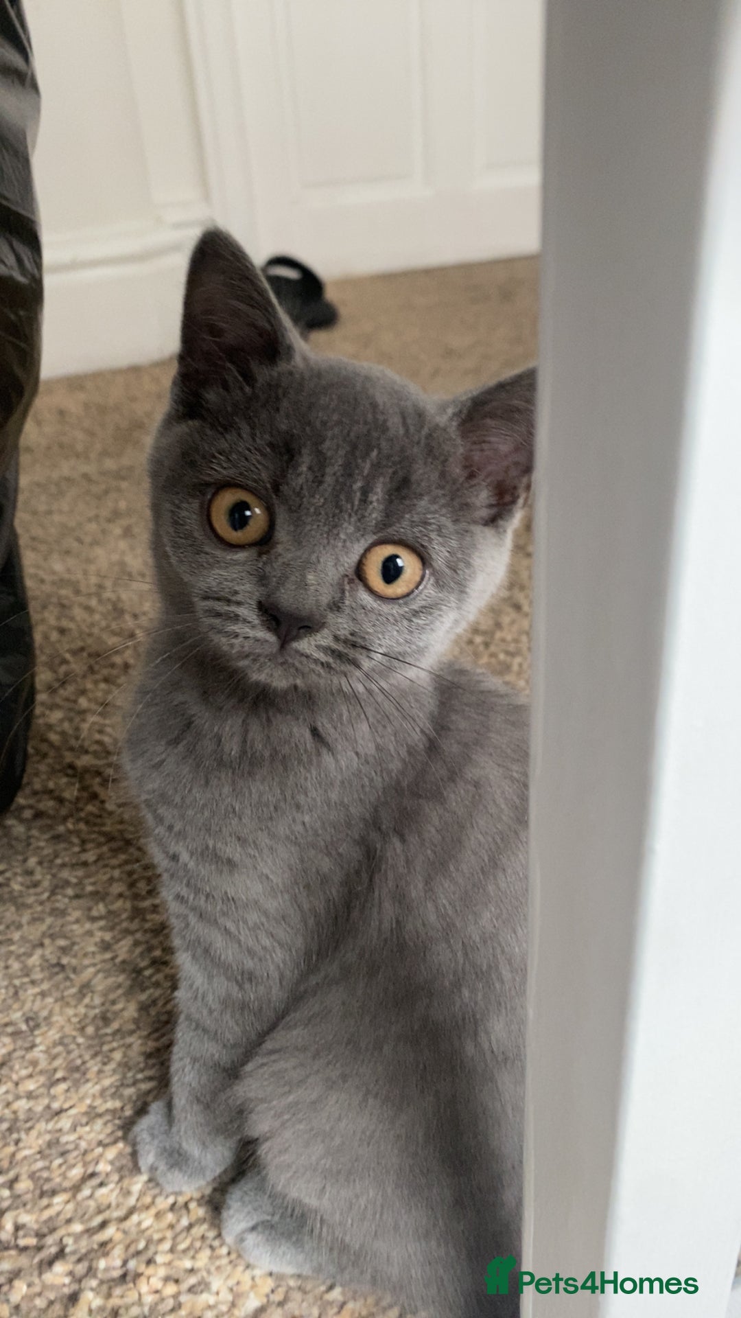 British Shorthair cats for sale: British shorthair cat - Image 4