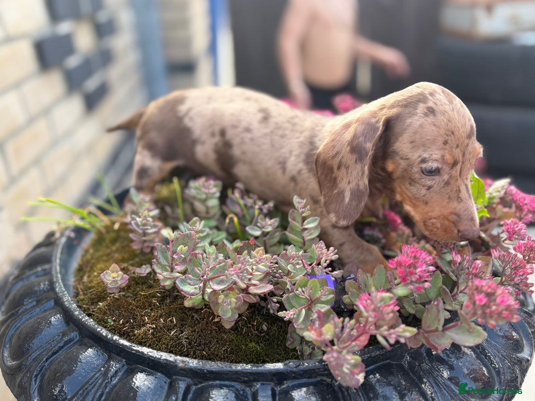 Miniature Dachshund dogs for sale: Miniature Dutch hound - Image 8