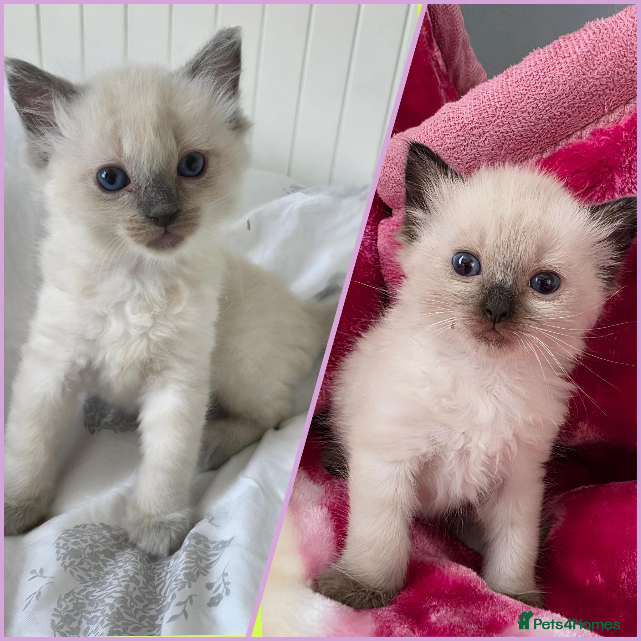 Ragdoll cats Ragdolls kittens.Ready for pickup now😻🙀 - Advert 2