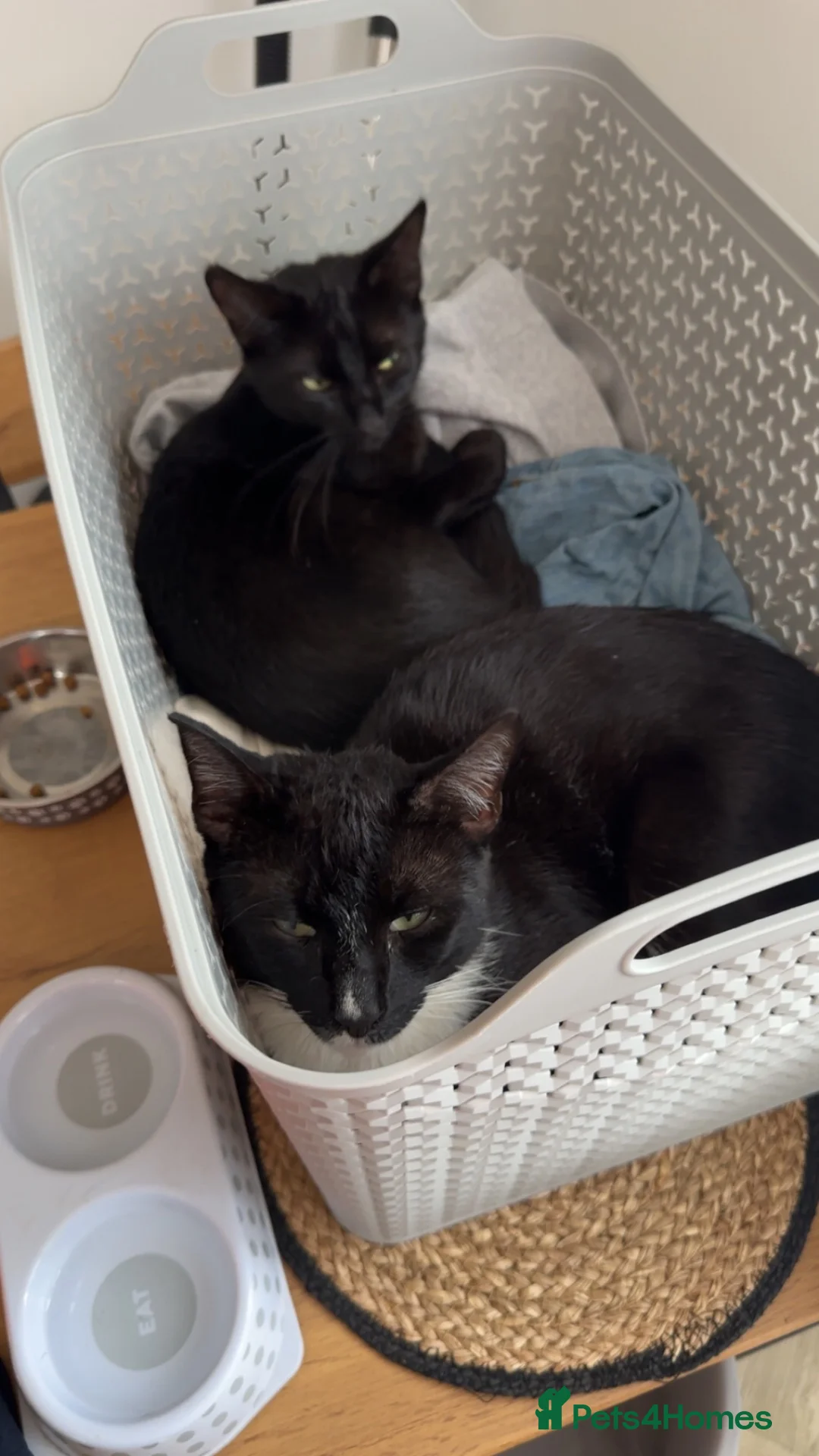 Domestic Shorthair cats for sale: 2 Sibling Cats ( 1M & 1F )  in Alfreton - Advert 3