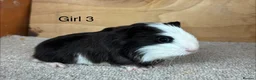 Guinea Pig rodents for sale: Male and female Guinea Pigs - Advert 3