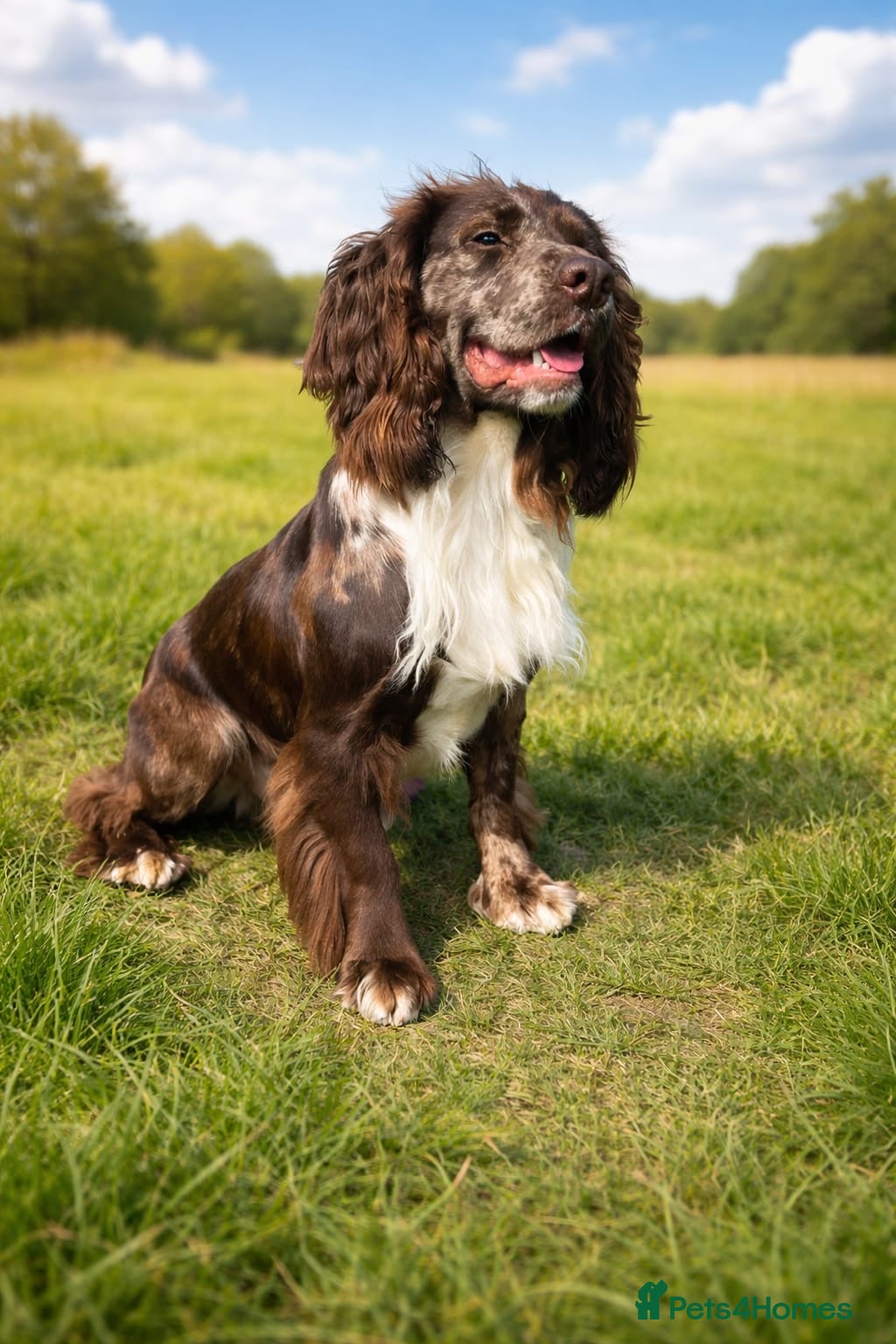 Cocker Spaniel dogs MERLE cocker spaniel at stud  - Advert 17