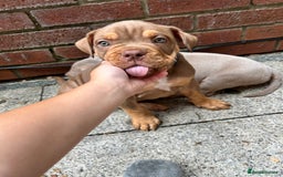 American Bully dogs for sale: Pocket bullies  ready to leave!! (Reduced) - Image 19
