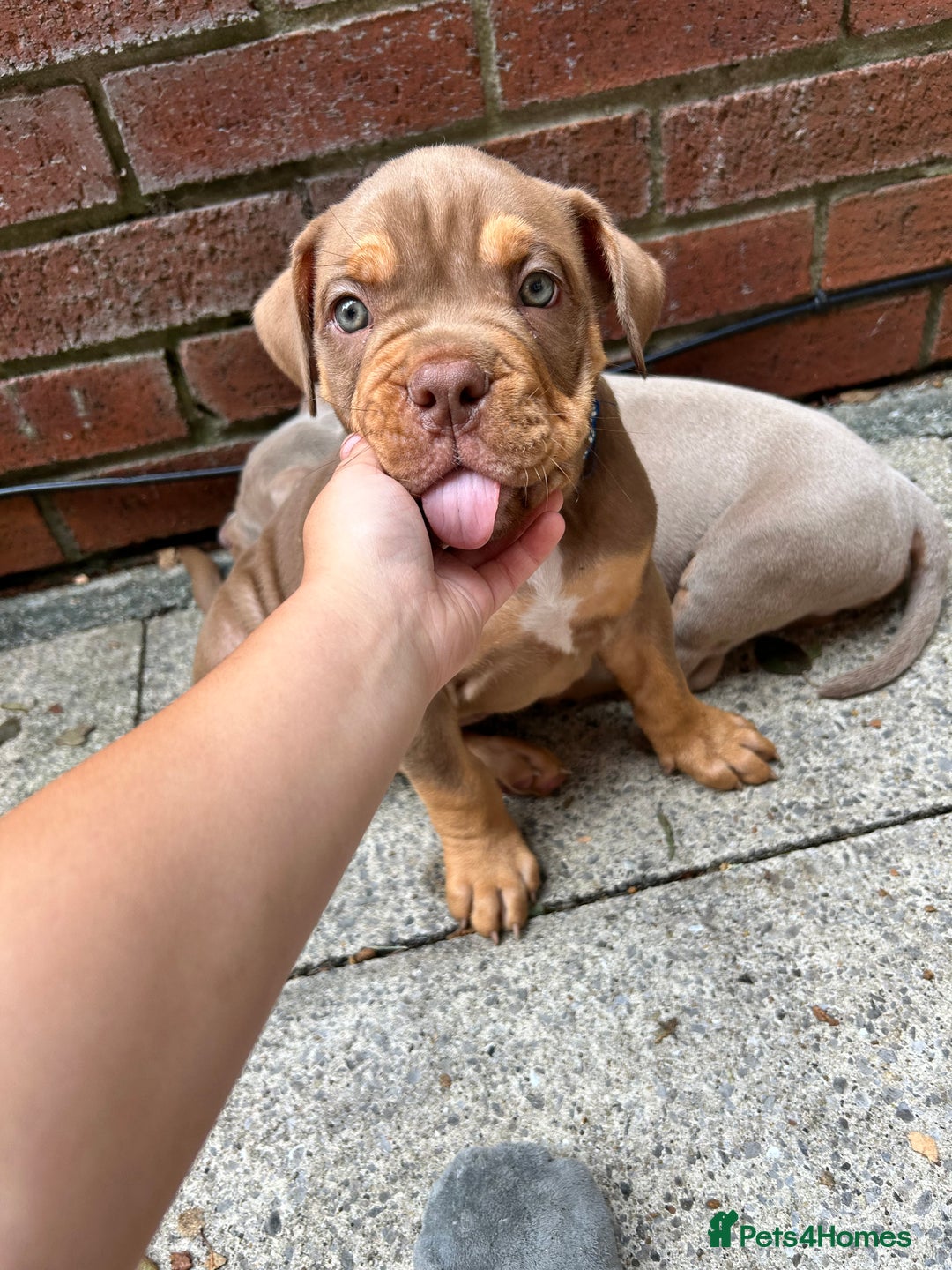 American Bully dogs for sale: Pocket bullies  ready to leave!! (Reduced) - Image 19