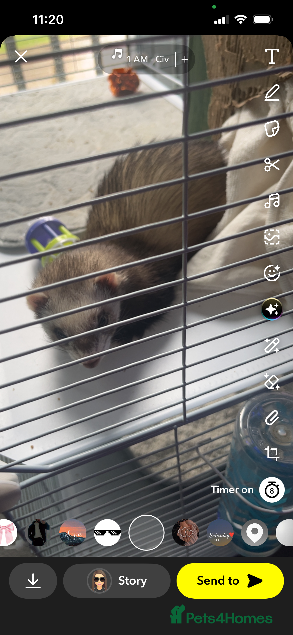 Ferret rodents Trixie - Advert 2