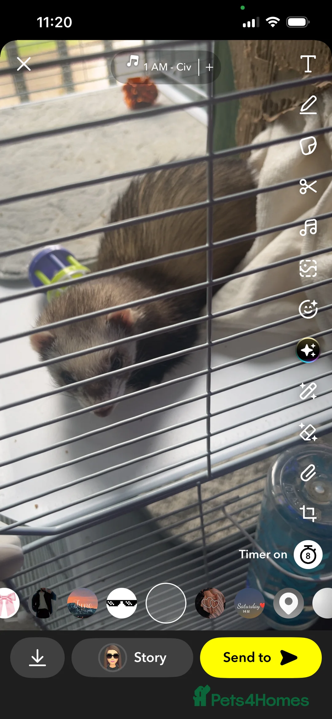 Ferret rodents for sale: Trixie - Advert 1