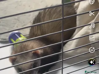 Ferret rodents Trixie - Advert 2