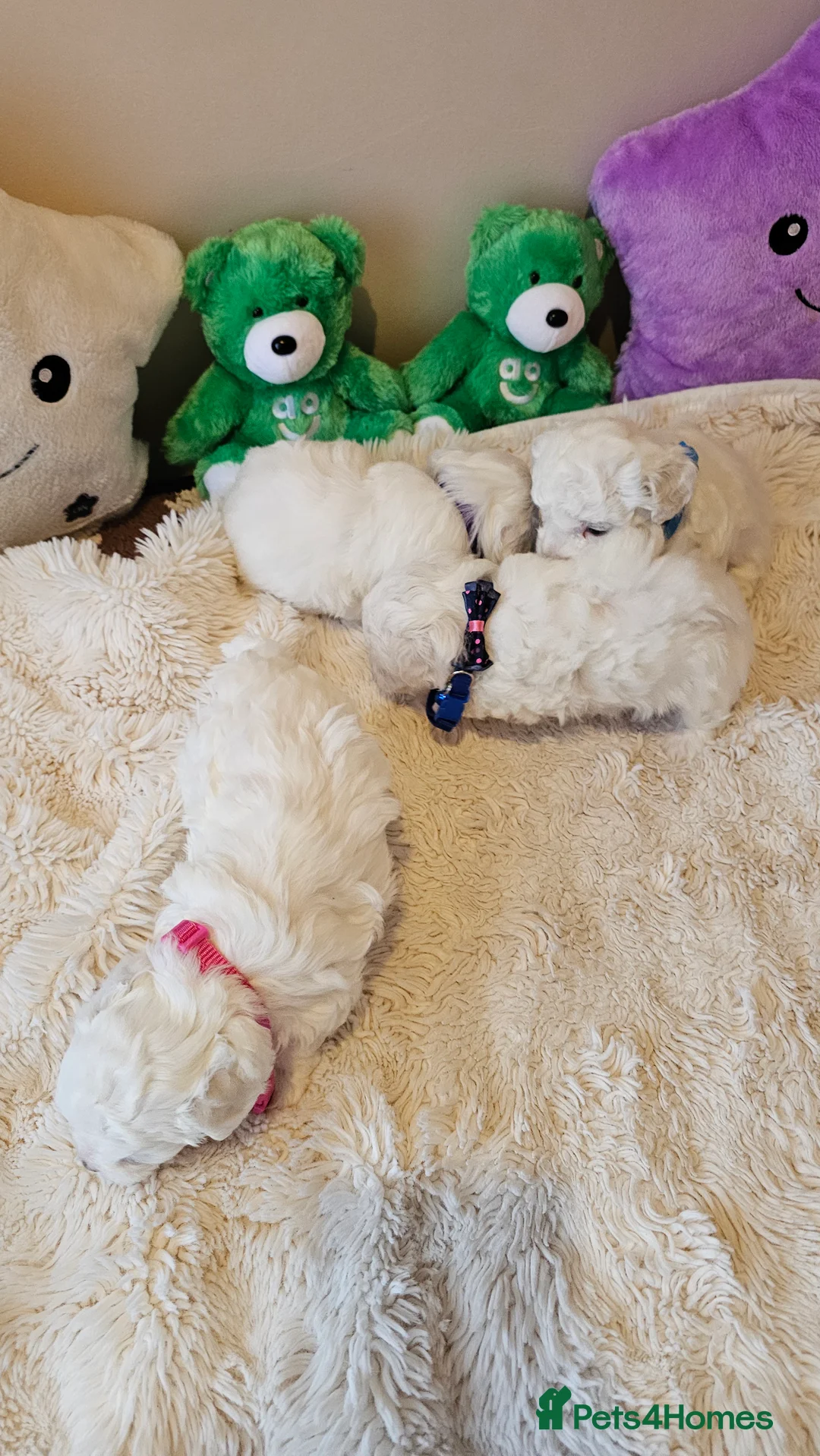 Bichon Frise dogs for sale: ♥️Fluffy Bichon Frise puppies♥️ - Advert 2