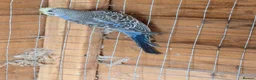 Budgerigars birds for sale: Budgies - Advert 3