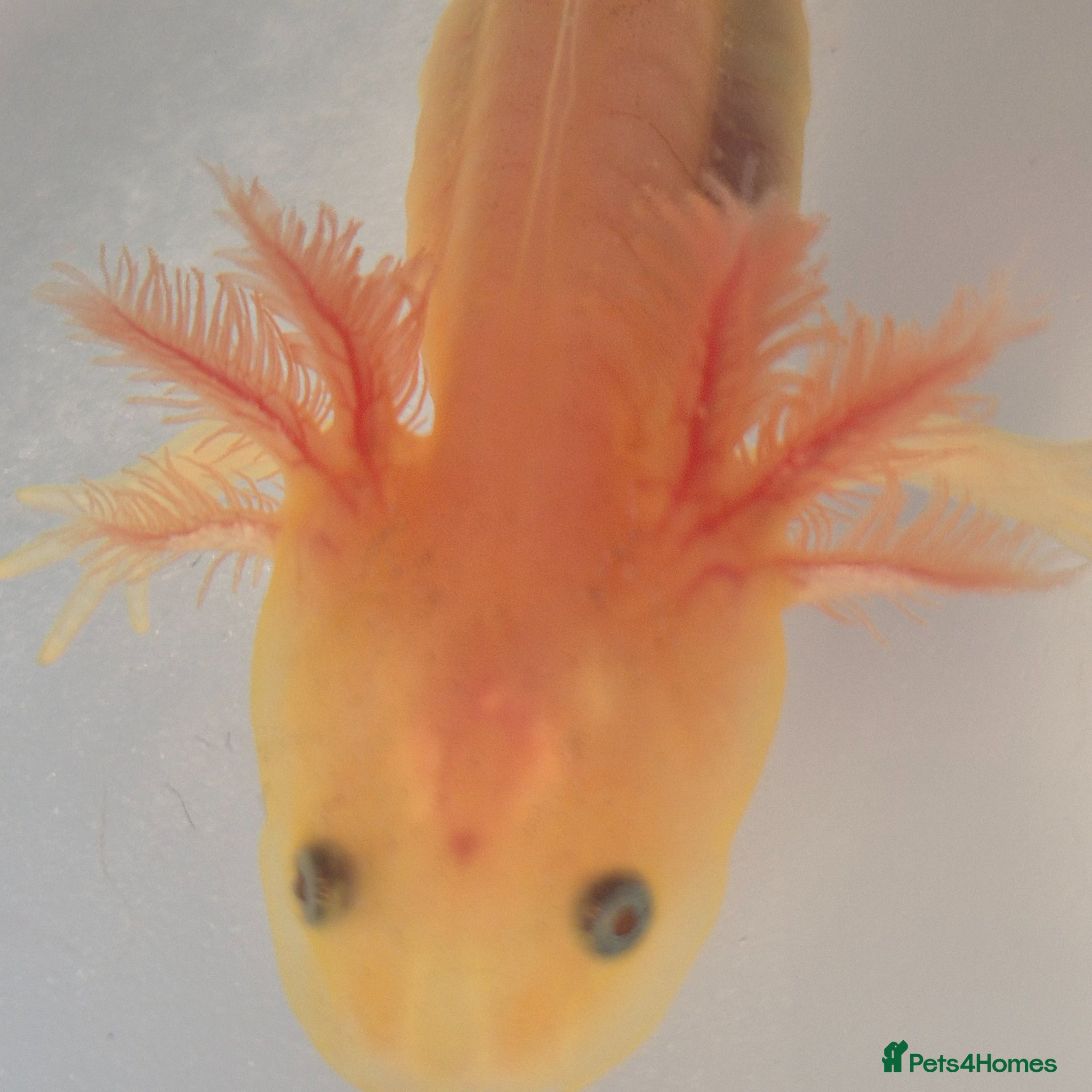 Axolotl reptiles Lucy Albino Babies 4 months-£20 and 2 months-£10 - Advert 2
