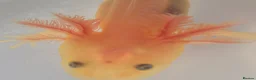 Axolotl reptiles for sale: Lucy Albino Babies 4 months-£20 and 2 months-£10 - Advert 9