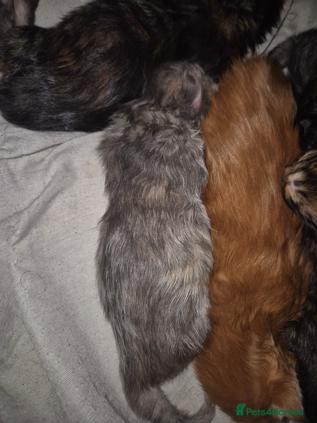 Maine Coon cats for sale: Russian /xxl maine coon - Advert 8