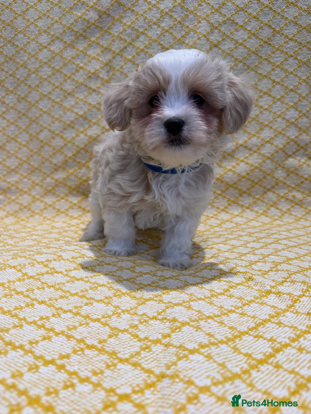 Maltipoo dogs for sale: Beautiful happy health tested Maltipoo fur babies  - Advert 14