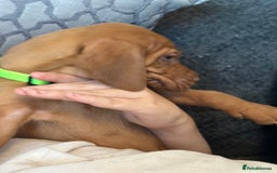 Hungarian Vizsla dogs for sale: Amazing Hungarian vizsla puppies - Image 25