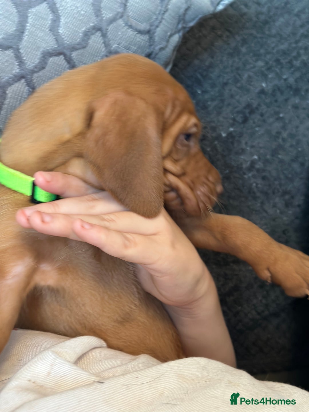 Hungarian Vizsla dogs for sale: Amazing Hungarian vizsla puppies - Image 25