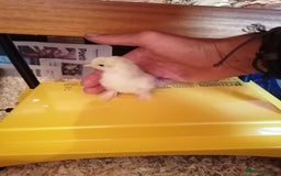 Chickens poultry for sale: Chicks & fertile eggs - Pekin, Polish, Serama in Wantage - Image 12