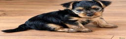 Yorkshire Terrier dogs for sale: Adorable Yorkshire Terrier Puppies in Walsall - Advert 5