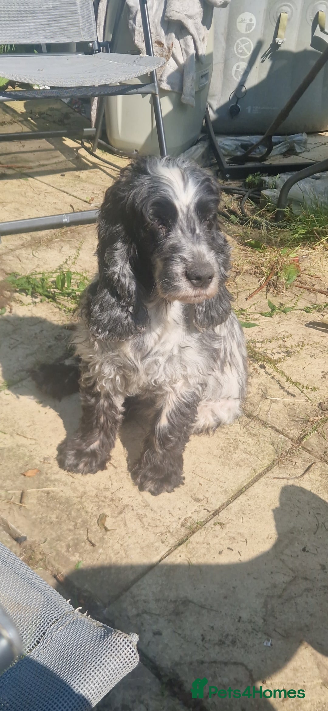 Cocker Spaniel dogs Cocker spaniel female - Advert 1