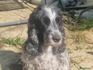 Cocker Spaniel dogs Cocker spaniel female - Advert 1