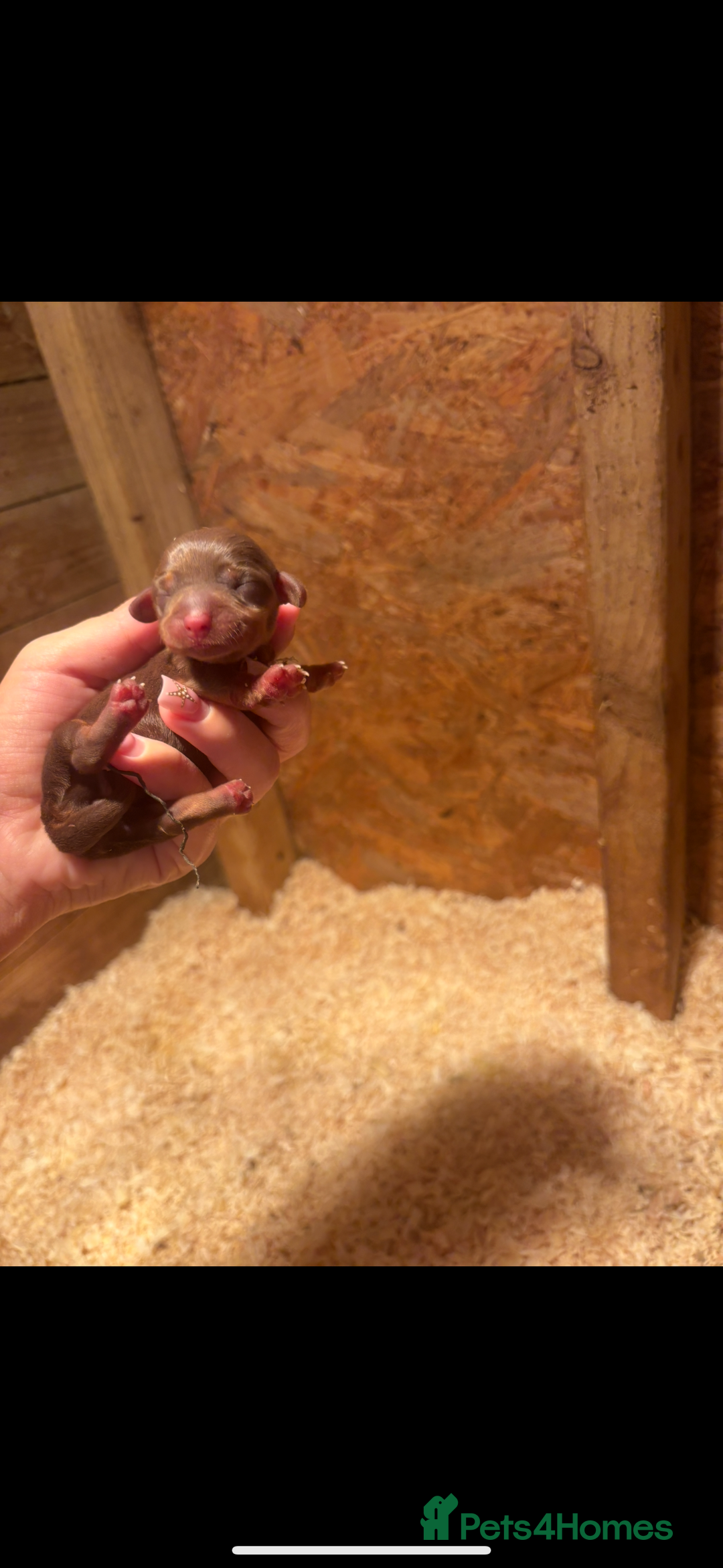 Miniature Dachshund dogs for sale: 🩵😍miniature daschund boy puppy🩵😍 - Image 2