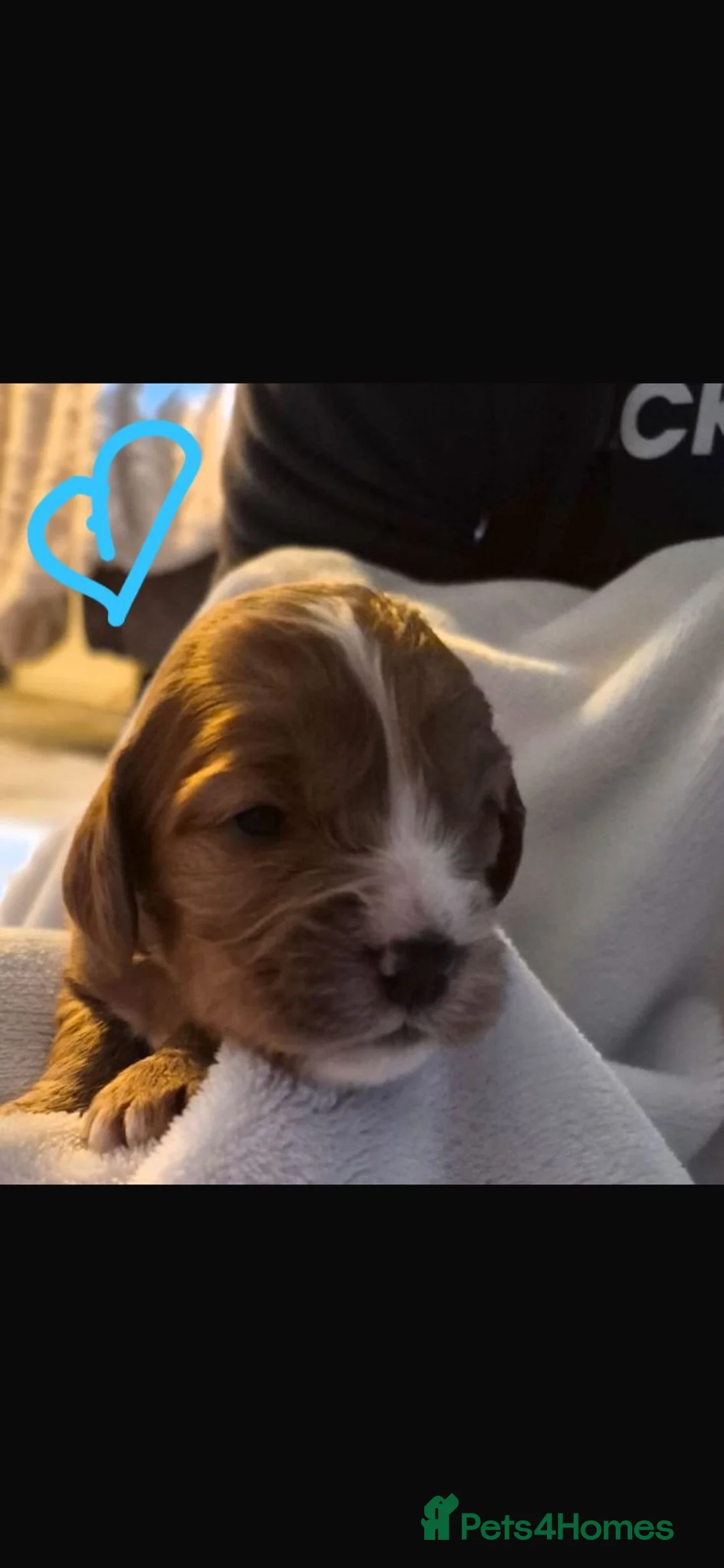 Mixed Breed dogs for sale: Cockalier - Advert 6