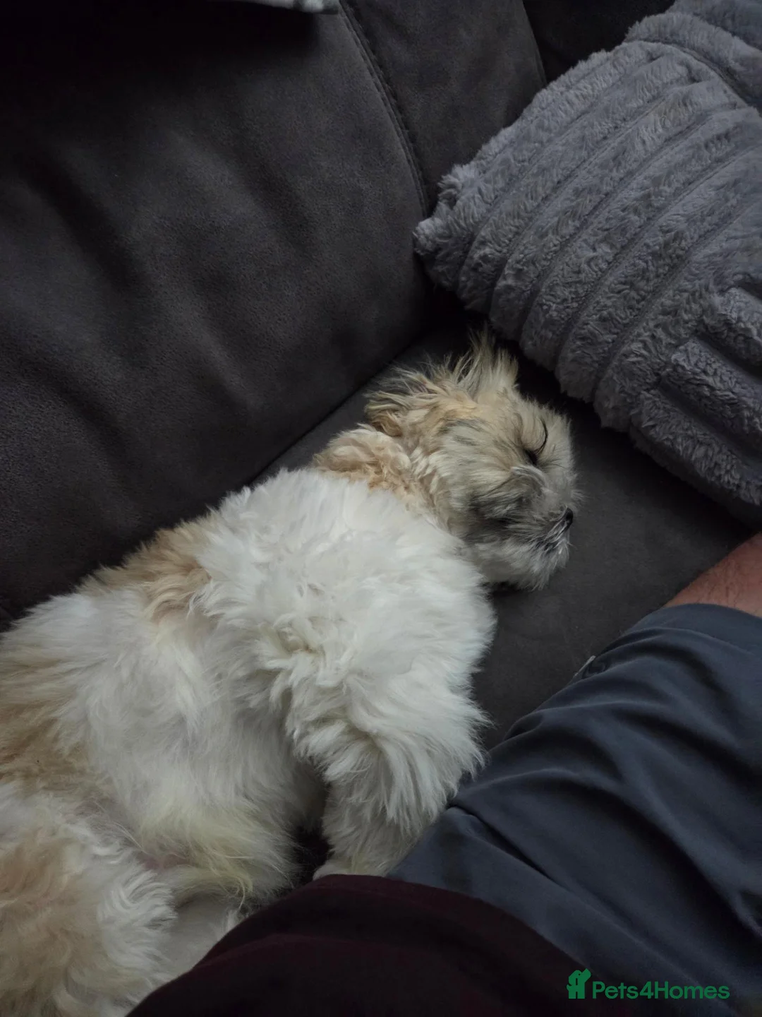 Shih Tzu dogs for sale: Shih Tzu puppy in Norwich - Advert 11