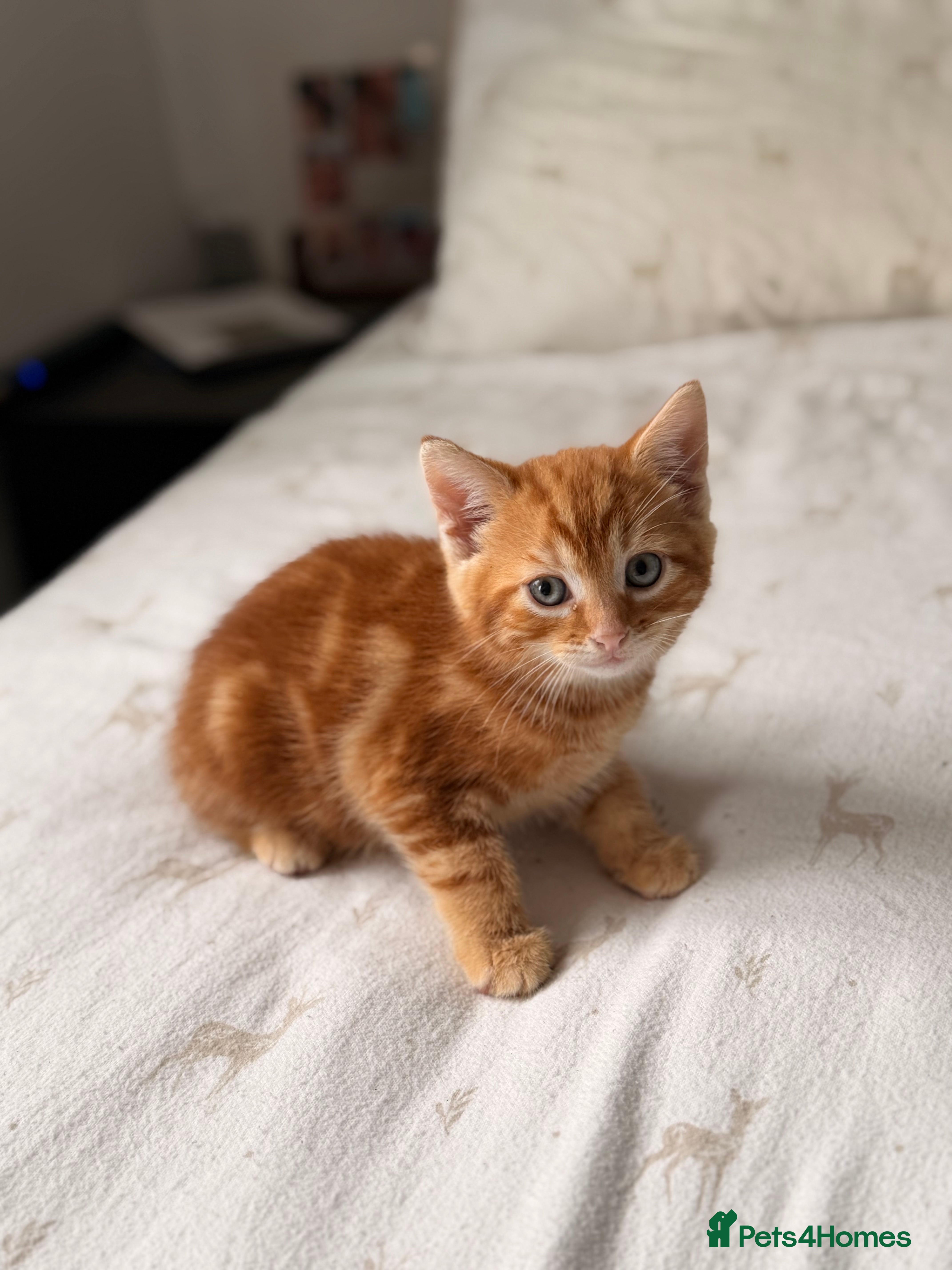 Bombay cats Male kitten  - Advert 5