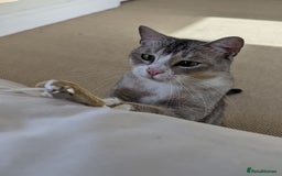 Mixed Breed cats for adoption: SKY - UNUSUAL MIXBREED HANDSOME PERFECT HEALTH - Image 8
