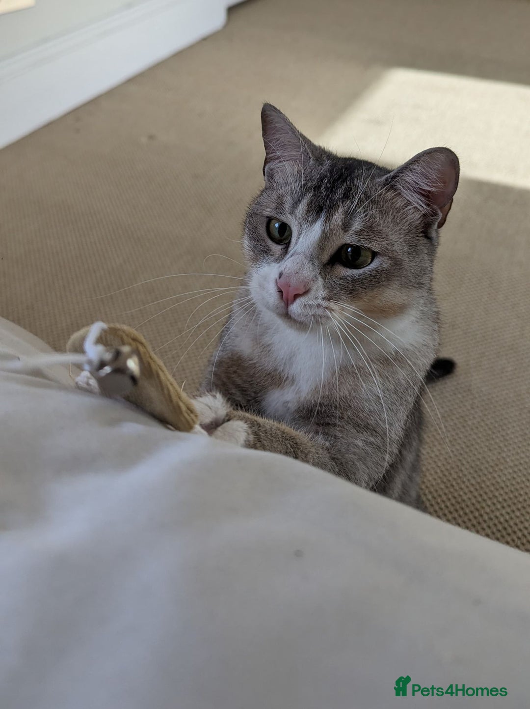 Mixed Breed cats for adoption: SKY - UNUSUAL MIXBREED HANDSOME PERFECT HEALTH - Image 8