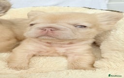 French Bulldog dogs for sale: Visual fluffy ** French bulldog puppies - Image 17