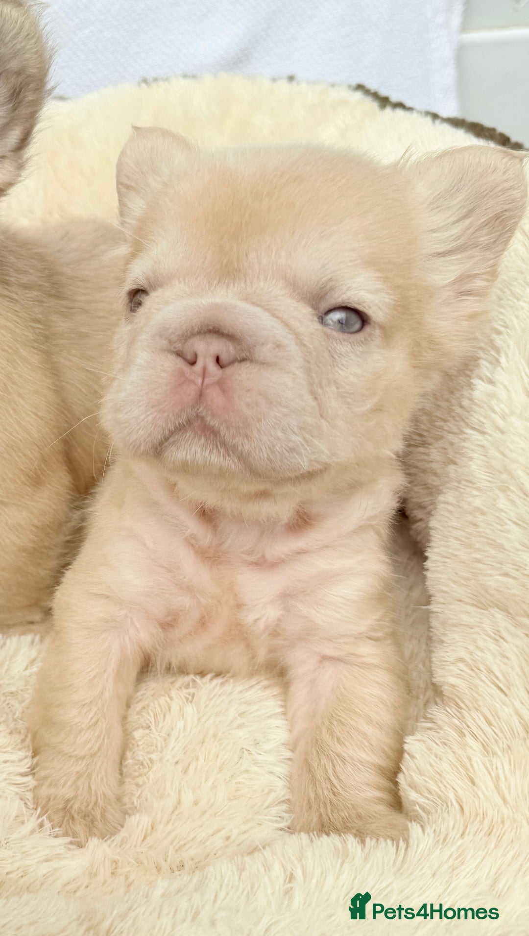 French Bulldog dogs for sale: Visual fluffy ** French bulldog puppies - Image 17