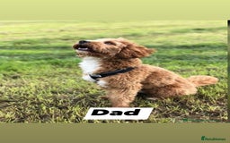 Cavapoo dogs for sale: Cavapoos - Image 11