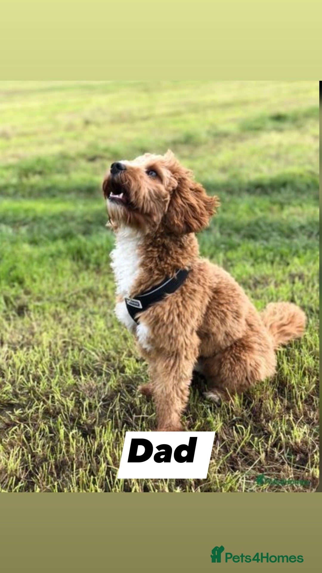 Cavapoo dogs for sale: Cavapoos - Image 11
