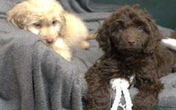 Cockapoo dogs for sale: F1 Cockapoo Puppies  - Image 4